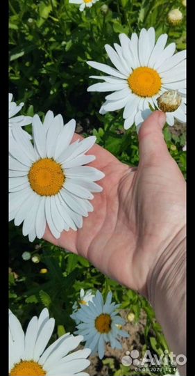 Ромашка. Кусты