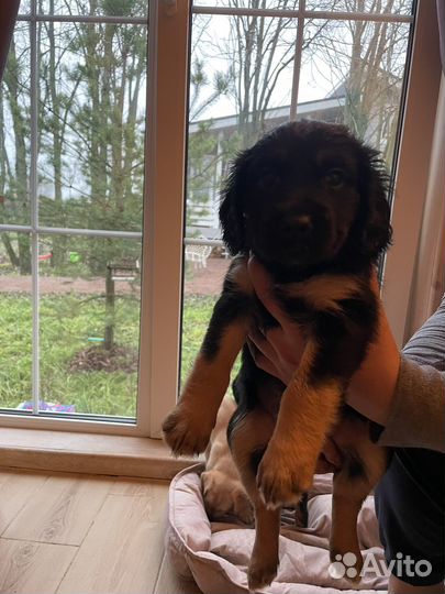 Щенки кокер спаниеля