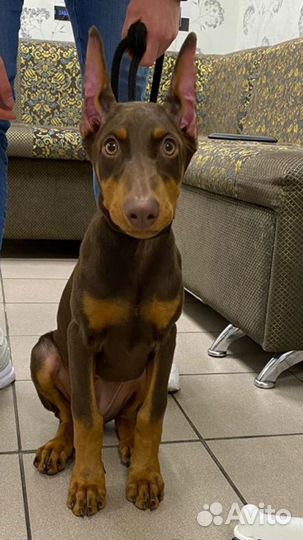 Купирование ушей,хвостов,прибылых пальцев собакам