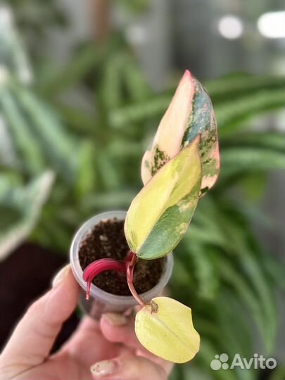 Филолендрон strawberry shake