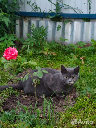 Кошка в добрые руки