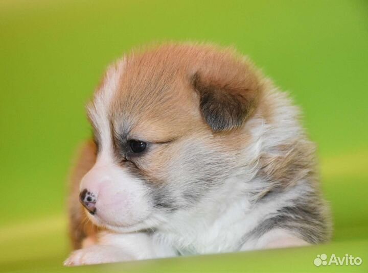 Высокопородные щенки вельш корги пемброк