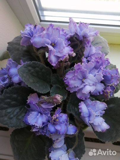 Сортовые фиалки