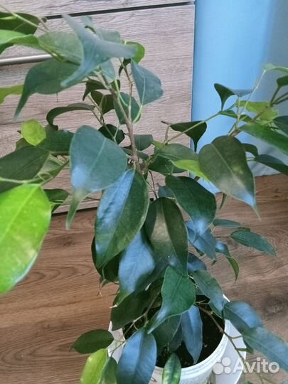 Бенджамина