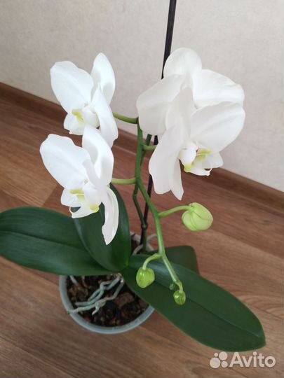 Орхидея фаленопсис белая с гошком