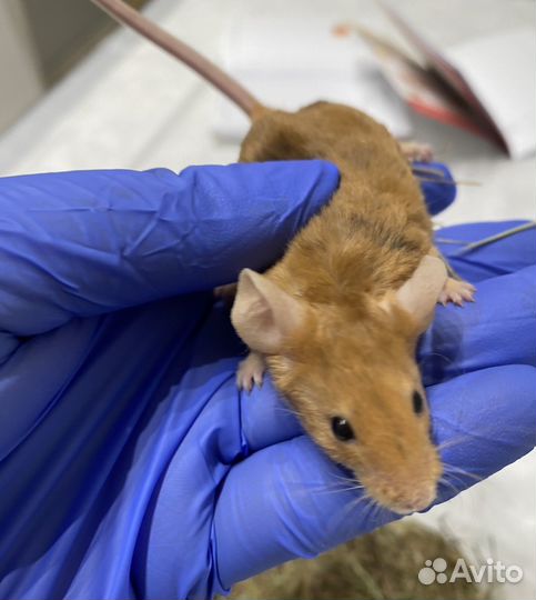 Ратолог - врач по грызунам, онлайн консультации