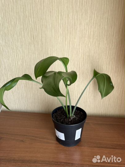 Эухарис амазонская лилия