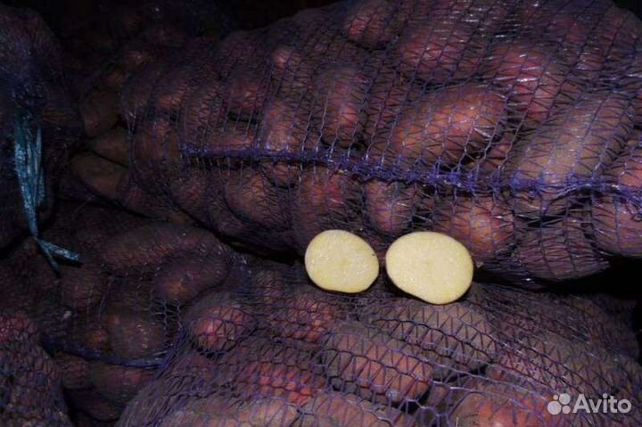 Свежий Картофель с доставкой