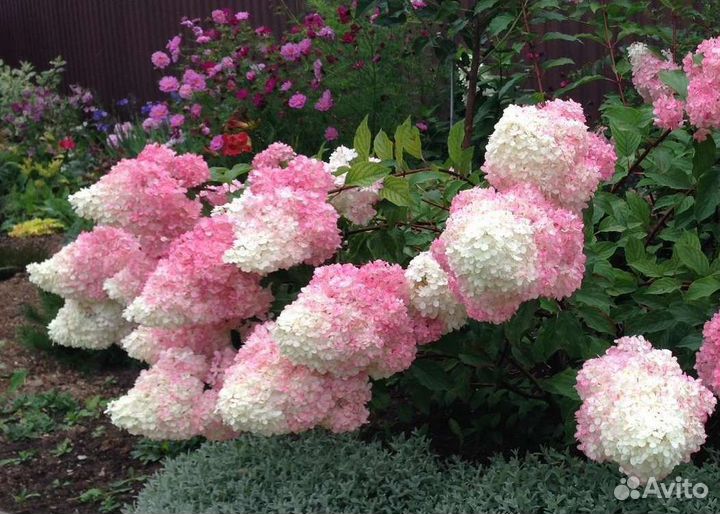 Гортензия ванила фрайз