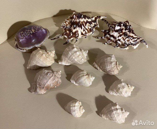 Ракушки
