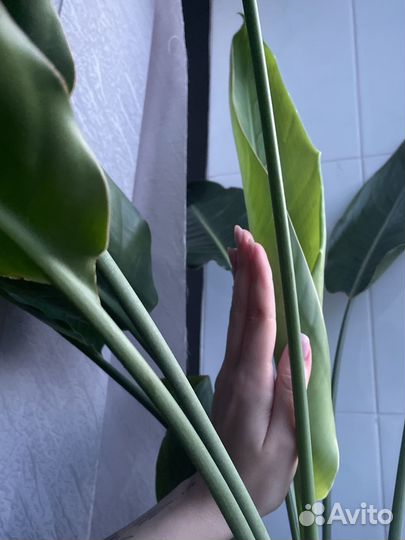 Стрелиция регина