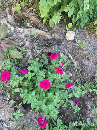 Петуния цветущая