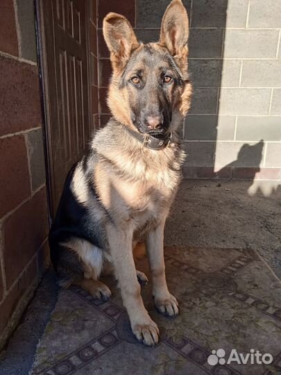 Щенки овчарки