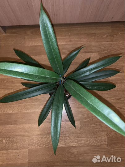 Фикус Али амстрел кинг