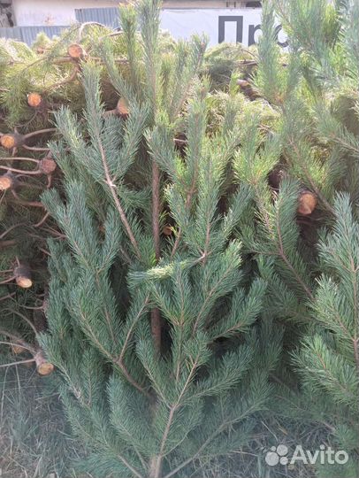 Ёлка оптом новогодняя