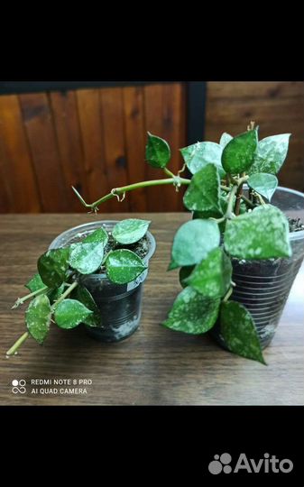 Хойя Эскимо Сильвер