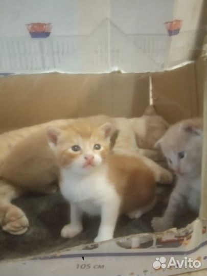 Котята шатландской вислоухой