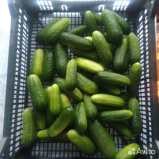 Огурцы свежие отборные