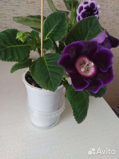 Глоксиния, тидея