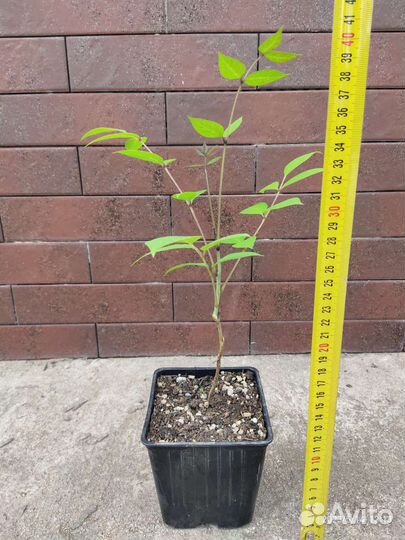 Декенея фаргеза