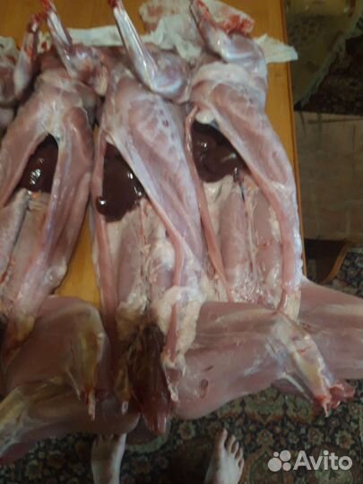 Кролик. Мясо кролика. Тушка кролика
