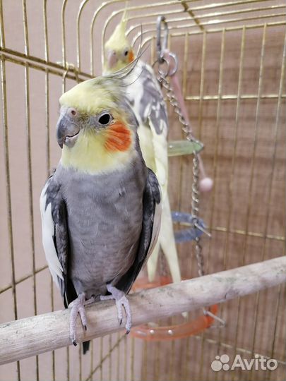 Попугай корелла с клеткой