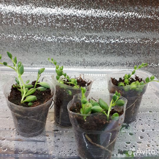 Крестовник геррейна,роули(суккулент)