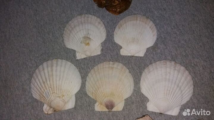 Раковины морские ракушки большие 10 штук