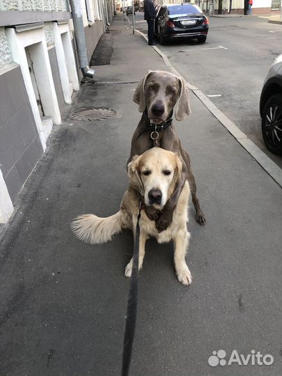 Выгул собак