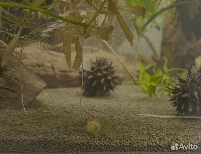 Креветки амано