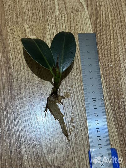 Фикус каучуконосный эластика