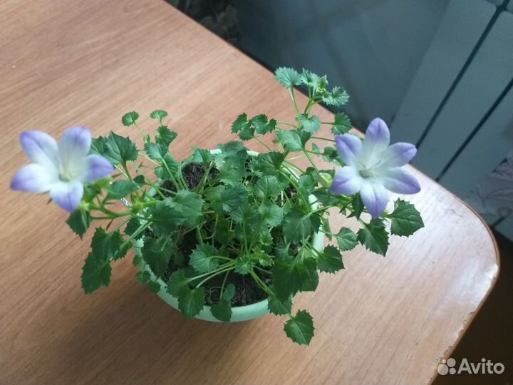 Продам растения для дома,офиса