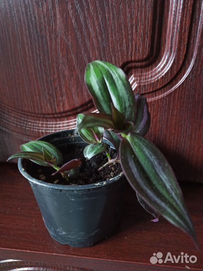 Традесканция