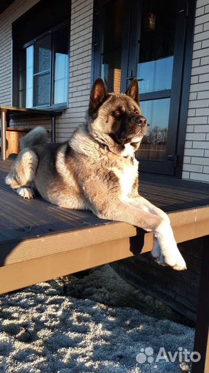 Вязка собак