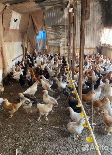 Цыплята молодки несушки серебристый