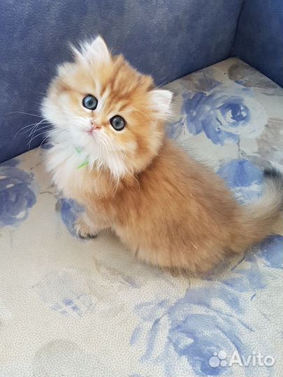 Золотые длинношерстные шотландские