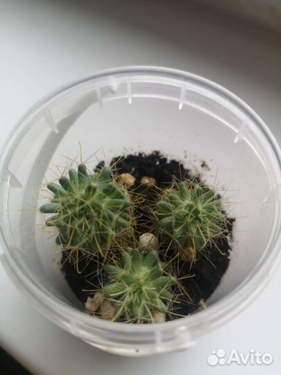 Кактусы. Пальма хамедорея