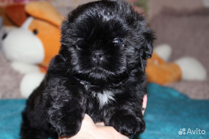 Щенки шит цу