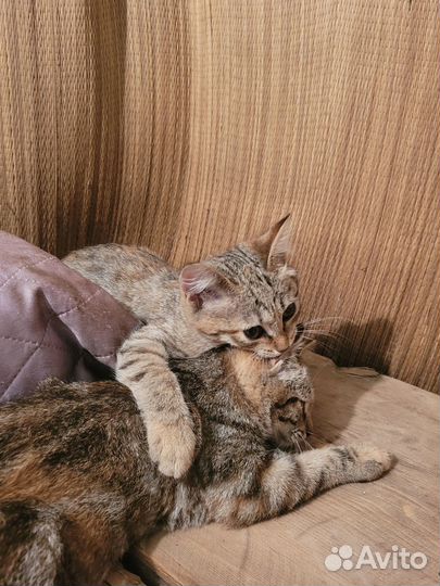 Котенок-рысь в добрые руки