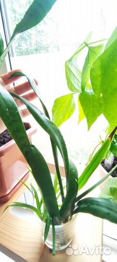 Сансевиерия