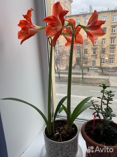 Гиппиаструм (лилия домашняя)