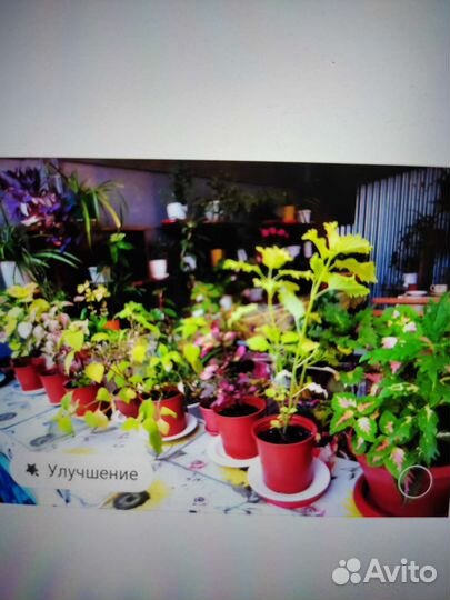 Комнатные растения