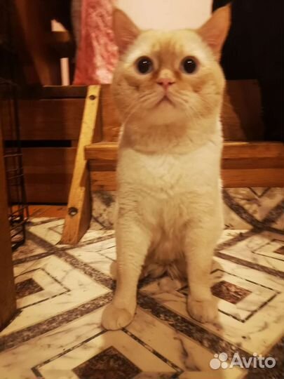 Персидский кот вязка
