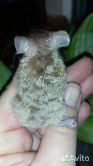 Мышь декоративная,мышь кучерявая,тексель,сатин