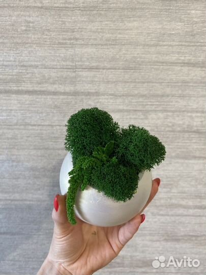 Стабилизированный мох в гипсовом кашпо