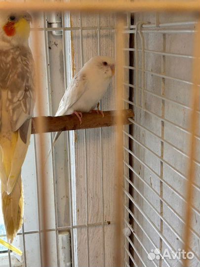 Волнистый попугай и Корелла