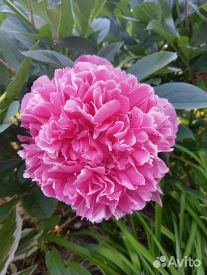 Пионы саженцы