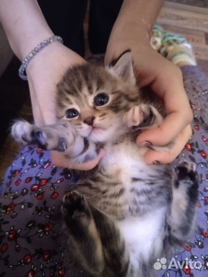 Кошки породистые