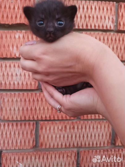 Кошка в дар бесплатно