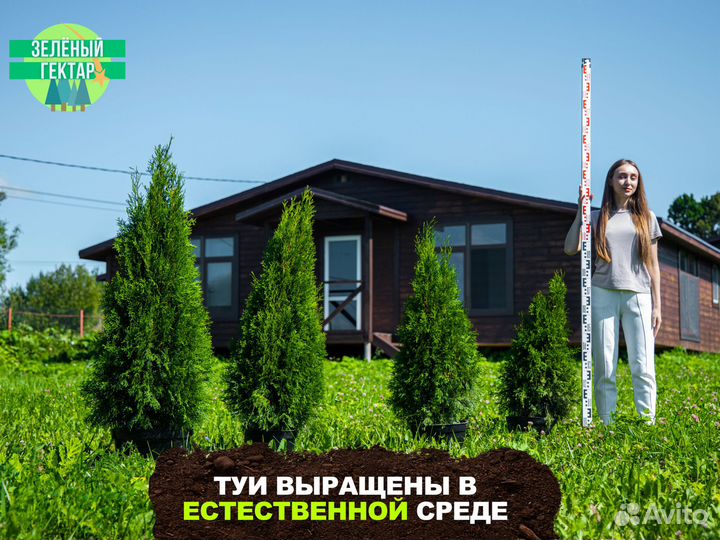 Туя смарагд 80 см свежая копка 2023